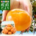 JAふえふき 石和支所 第二共選所の富有柿 ２Lサイズ 約7.5キロ（26玉入り）送料無料 カキ かき 市場発送