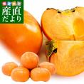 JAふえふき 石和支所 第二共選所の富有柿 2LからLサイズ 約1.4キロ（5玉から6玉）送料無料 カキ かき 市場発送
