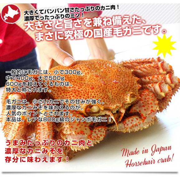 北海道より直送 北海道産 浜ゆで毛ガニ 超特大１尾800g  送料無料 カニ かに 毛蟹 04
