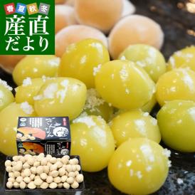 愛知県産 JAあいち 殻付き銀杏「藤九郎」 約500g（3Lから2L 110粒前後） 送料無料　市場発送 ぎんなん ギンナン とうくろう