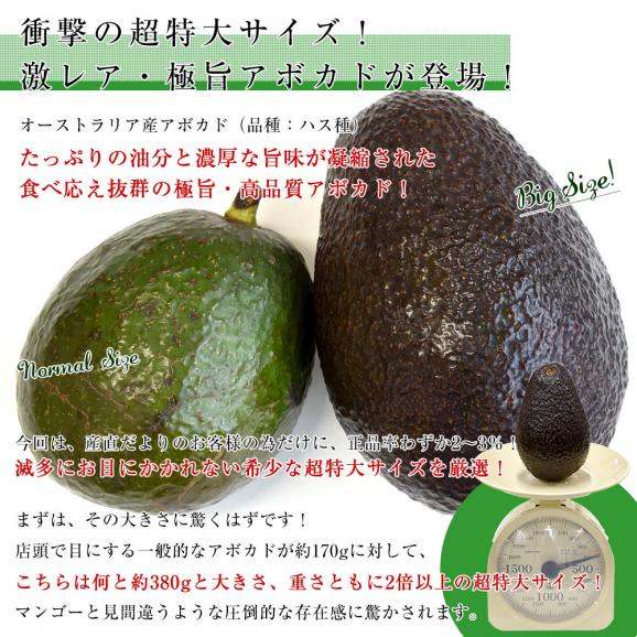 オーストラリア　アボカド（ハス種）超大玉厳選　約1.35キロ（4玉入）送料無料05