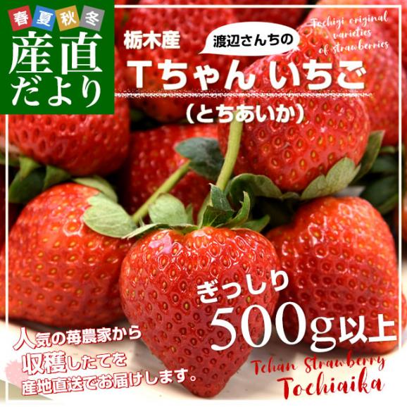 栃木県より産地直送 渡辺さんちのTちゃんいちご(とちあいか) 500g以上 （Lから特大:不揃い） 苺 いちご イチゴ ストロベリー 送料無料 クール便発送02