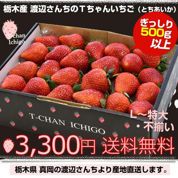 栃木県より産地直送 渡辺さんちのTちゃんいちご(とちあいか) 500g以上 （Lから特大:不揃い） 苺 いちご イチゴ ストロベリー 送料無料 クール便発送03