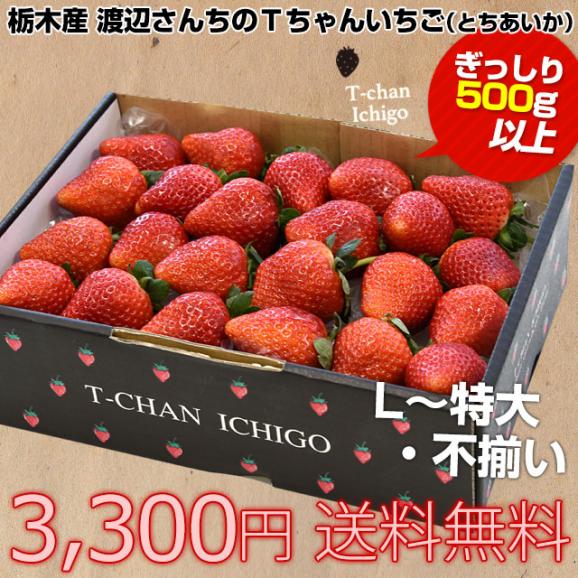 栃木県より産地直送 渡辺さんちのTちゃんいちご(とちあいか) 500g以上 （Lから特大:不揃い） 苺 いちご イチゴ ストロベリー 送料無料 クール便発送03