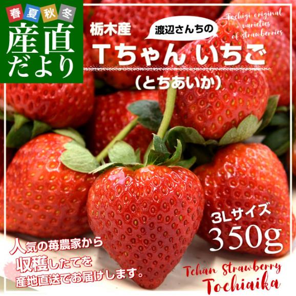 栃木県より産地直送 渡辺さんちのTちゃんいちご(とちあいか) 350g以上 　3Lサイズ(9粒から15粒)　 苺 イチゴ ストロベリー 送料無料 クール便 ギフト02