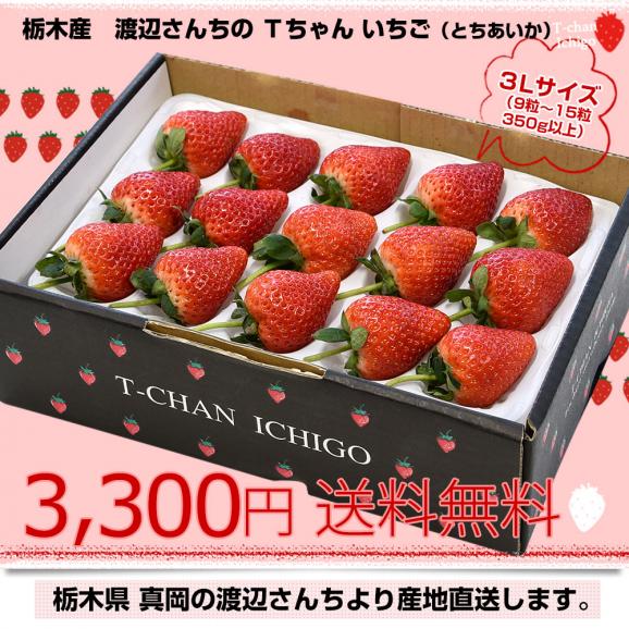 【お歳暮 ギフト】栃木県より産地直送 渡辺さんちのTちゃんいちご(とちあいか) 350g以上 　3Lサイズ(9粒から15粒)　 苺 イチゴ ストロベリー 送料無料 クール便03