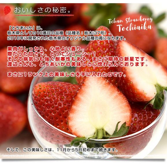 栃木県より産地直送 渡辺さんちのTちゃんいちご(とちあいか) 350g以上 　3Lサイズ(9粒から15粒)　 苺 イチゴ ストロベリー 送料無料 クール便05