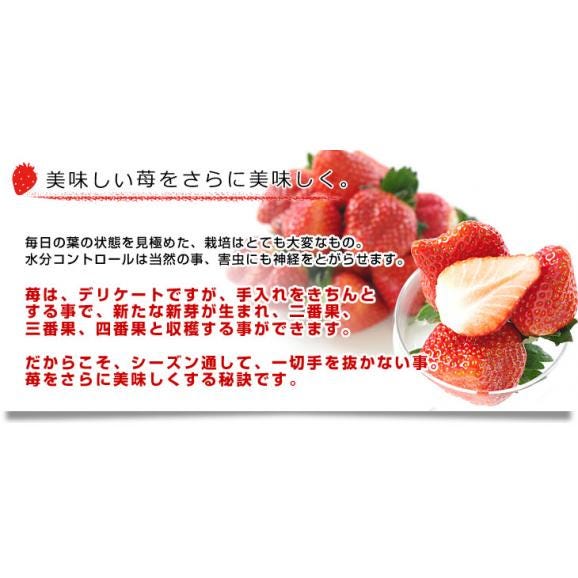 栃木県より産地直送 渡辺さんちのTちゃんいちご(とちあいか) 350g以上 　3Lサイズ(9粒から15粒)　 苺 イチゴ ストロベリー 送料無料 クール便06