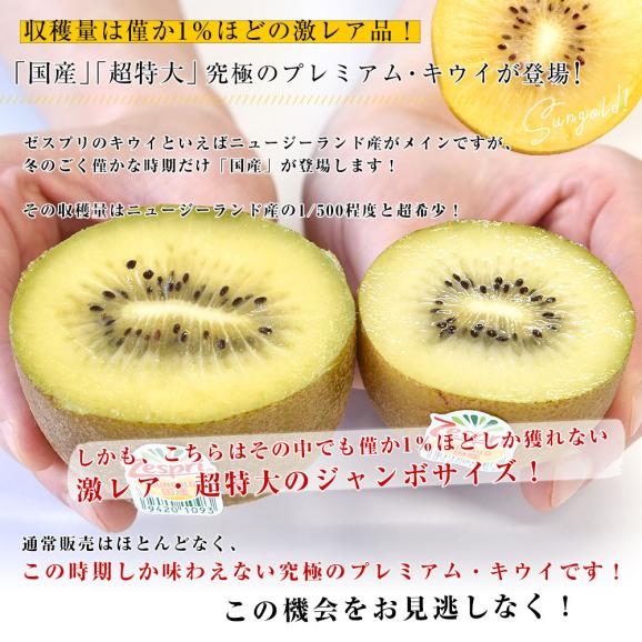国産 ゼスプリ・サンゴールドキウイ「ジャンボサイズ」 約1.8キロ（合計10玉から14玉） ※ゼスプリ キウイマグネット付き 送料無料　キウイフルーツ04