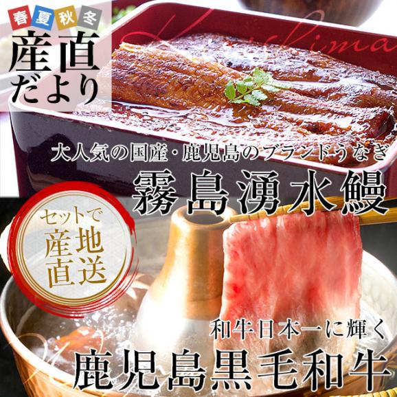鹿児島から産地直送品！　鹿児島県産「霧島湧水うなぎ蒲焼」×鹿児島県産「黒毛和牛リブロースすきやき＆しゃぶしゃぶ肉」究極のご馳走セット　産地直送　送料無料　うなぎ蒲焼き・ウナギ・国産和牛02
