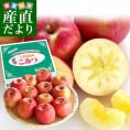 青森県産　JA津軽みらい 蜜入りりんご「こみつ」 小玉 2キロ (12玉から13玉) 送料無料 林檎 りんご 市場発送
