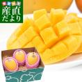  オーストラリア産マンゴー　ケンジントンプライド種　約1キロ（3玉入）送料無料 マンゴー　トロピカルフルーツ