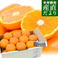 【お歳暮 ギフト】愛媛県 JAにしうわ「川上みかん」2Lサイズ 3キロ以上（21玉）送料無料 みかん ミカン 蜜柑