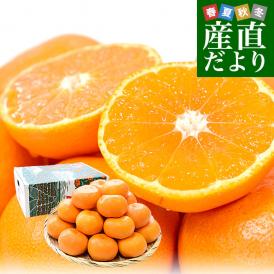愛媛県 JAにしうわ「川上みかん」2Lサイズ 約4キロ（25玉前後）送料無料 みかん ミカン 蜜柑 市場発送