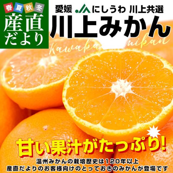 愛媛県 JAにしうわ「川上みかん」2Lサイズ 約4キロ（25玉前後）送料無料 みかん ミカン 蜜柑 市場発送02