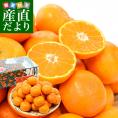 愛媛 JAにしうわ「川上みかん」SからL 約3キロ（23玉から36玉前後）送料無料　みかん ミカン 蜜柑 市場発送