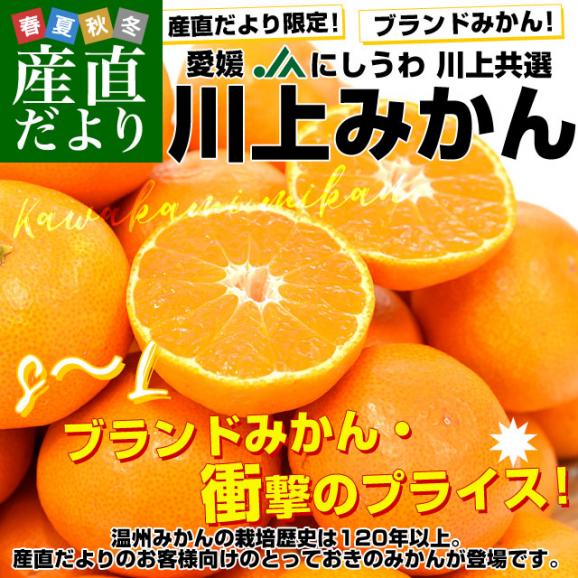 愛媛 JAにしうわ「川上みかん」SからL 約3キロ（23玉から36玉前後）送料無料　みかん ミカン 蜜柑 市場発送02