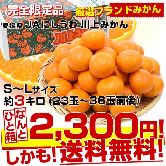 愛媛 JAにしうわ「川上みかん」SからL 約3キロ（23玉から36玉前後）送料無料　みかん ミカン 蜜柑 市場発送03