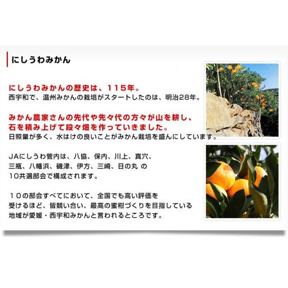 愛媛 JAにしうわ「川上みかん」SからL 約3キロ（23玉から36玉前後）送料無料　みかん ミカン 蜜柑 市場発送05