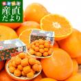 愛媛 JAにしうわ「川上みかん」SからL 約3キロ×2箱セット（合計6キロ46玉から72玉前後）送料無料　みかん ミカン 蜜柑 市場発送