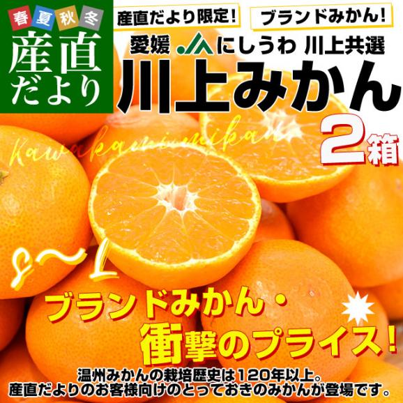 愛媛 JAにしうわ「川上みかん」SからL 約3キロ×2箱セット（合計6キロ46玉から72玉前後）送料無料　みかん ミカン 蜜柑 市場発送02