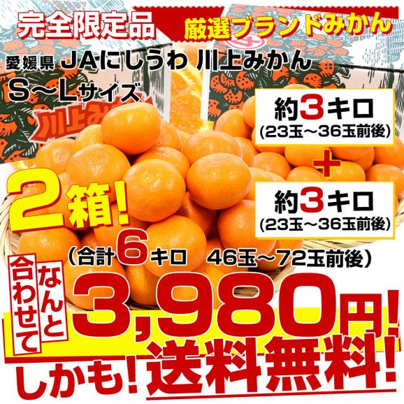 愛媛 JAにしうわ「川上みかん」SからL 約3キロ×2箱セット（合計6キロ46玉から72玉前後）送料無料　みかん ミカン 蜜柑 市場発送03