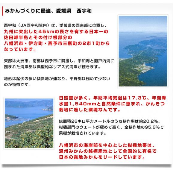 愛媛 JAにしうわ「川上みかん」SからL 約3キロ×2箱セット（合計6キロ46玉から72玉前後）送料無料　みかん ミカン 蜜柑 市場発送06