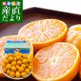 長崎県 JAながさき西海「味まる」2Sから3Sサイズ 超小粒4.5キロ 1箱（たっぷり75玉前後）送料無料　みかん ミカン 蜜柑 高糖度みかん