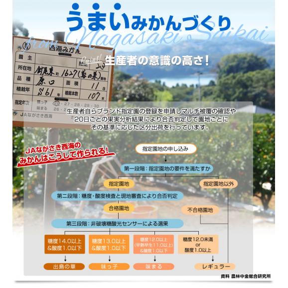 長崎県 JAながさき西海「味まる」2Sから3Sサイズ 超小粒4.5キロ 1箱（たっぷり75玉前後）送料無料　みかん ミカン 蜜柑 高糖度みかん06