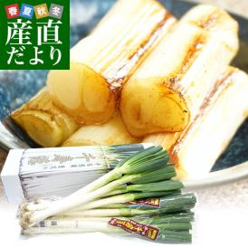 東京都または埼玉県産　千寿葱「金品」　3キロ化粧箱　（極太8本から12本）　送料無料　市場発送　ねぎ　ネギ　長ネギ　葱商　葱茂　クール便