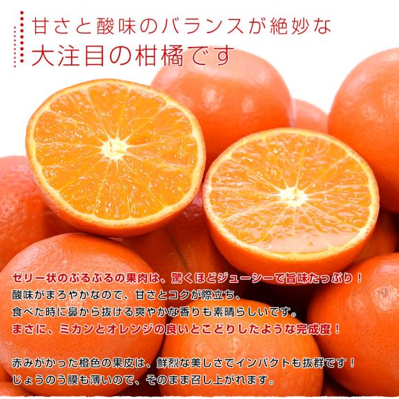 佐賀県産 JAからつ みはや 約5キロ 秀品2LからSサイズ（24玉から46玉前後） 送料無料 市場発送 みかん 柑橘04