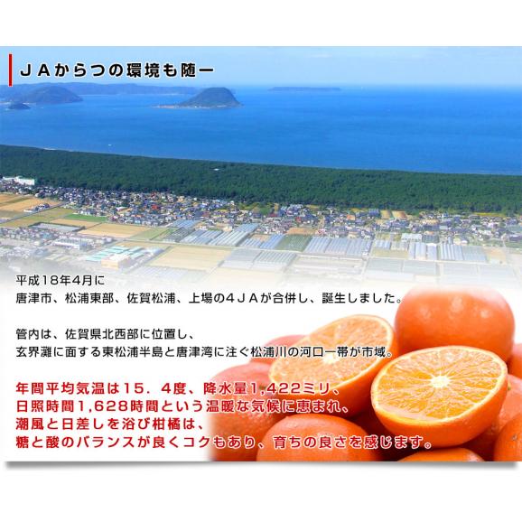 佐賀県産 JAからつ みはや 約5キロ 秀品2LからSサイズ（24玉から46玉前後） 送料無料 市場発送 みかん 柑橘06