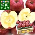 青森県産　高木商店 マルタカブランド 高木のサンふじりんご「蜜星」約3キロ (10玉から12玉入) 送料無料 林檎 リンゴ サンふじ 青森 津軽 弘前 市場発送