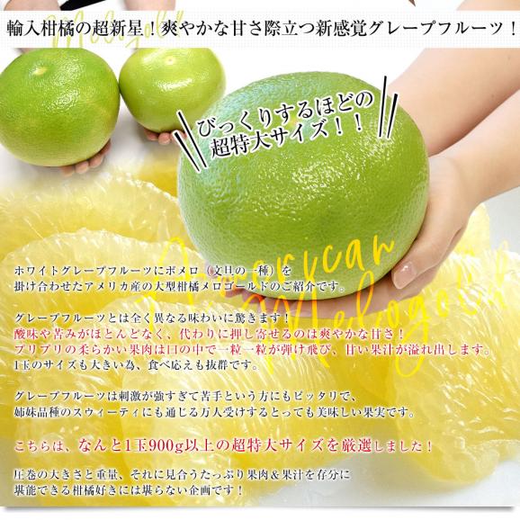 アメリカ産 メロゴールド 超特大サイズ 約5.3キロ(6玉)送料無料 グレープフルーツ 柑橘 市場発送04