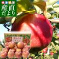 青森県産　ゴールド農園　葉とらずサンふじりんご　秀品5キロ (16玉から20玉入) 送料無料 林檎 リンゴ サンふじ 青森 津軽 弘前 市場発送