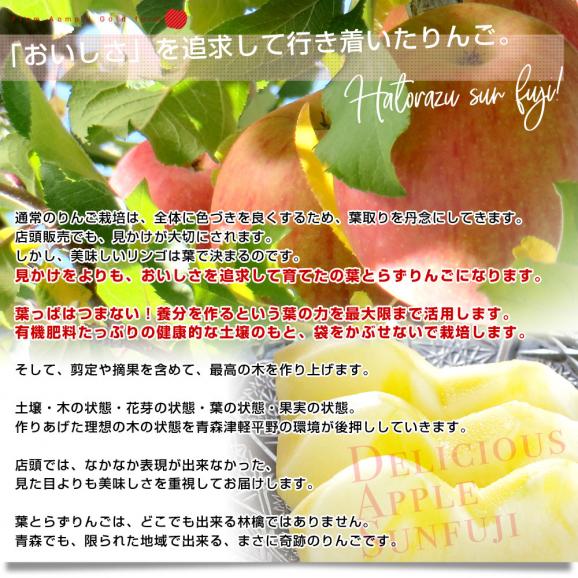 青森県産　ゴールド農園　葉とらずサンふじりんご　秀品5キロ (16玉から20玉入) 送料無料 林檎 リンゴ サンふじ 青森 津軽 弘前 市場発送04