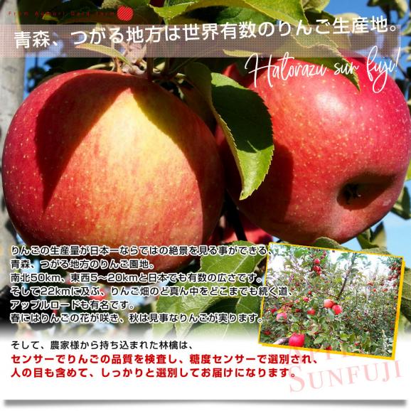 青森県産　ゴールド農園　葉とらずサンふじりんご　秀品5キロ (16玉から20玉入) 送料無料 林檎 リンゴ サンふじ 青森 津軽 弘前 市場発送05
