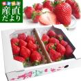 JA香川県より産地直送 女峰いちご DXタイプ 460g (230g×2P：6粒から14粒×2P) 送料無料 イチゴ 苺 讃岐※クール便