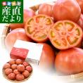 静岡県産又は長野県産　高糖度トマト　アメーラ　900g前後　Sから2L (9玉から20玉入) クール便 送料無料 市場発送 