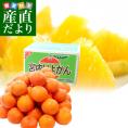 愛媛県産 JAえひめ中央 中島のいよかん 2LからLサイズ　良品（青○）以上　約10キロ (36玉から44玉前後) 柑橘 オレンジ 伊予柑 市場スポット 送料無料