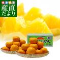 愛媛県産 JAえひめ中央 中島のいよかん 2LからLサイズ　良品（青○）以上　約5キロ (18玉から22玉前後) 柑橘 オレンジ 伊予柑 市場スポット 送料無料
