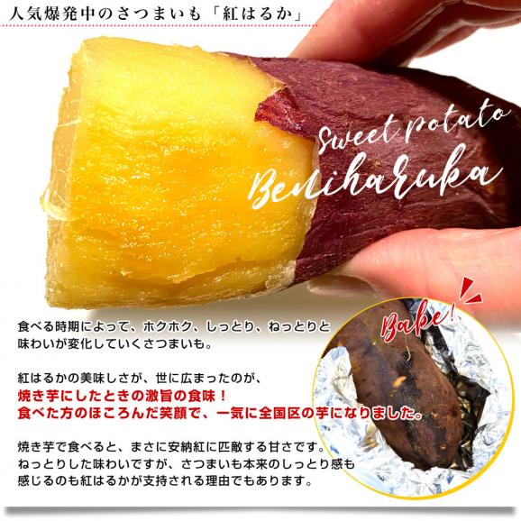 千葉県産 JAかとり 紅はるか Lサイズ 約2.5キロ 7本前後 送料無料 さつまいも サツマイモ 薩摩芋 新芋 市場発送04