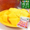 ペルー産アップルマンゴー　ケント種 約6キロ原体箱（12玉から14玉入） 送料無料 マンゴー トロピカルフルーツ