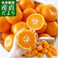 佐賀県産 JAさが 佐城地区大和中央支所 蔵出しみかん あんみつ姫 5キロ 3Lから4Lサイズ (25玉から32玉前後) 市場発送 蜜柑 越冬完熟みかん 温州みかん