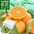 JA全農　ながさき　越冬袋掛け　長崎恋みかん　まろやかさん　約2.5キロ　小～中サイズ（30玉～35玉前後）送料無料 ミカン 早生みかん 袋掛けみかん