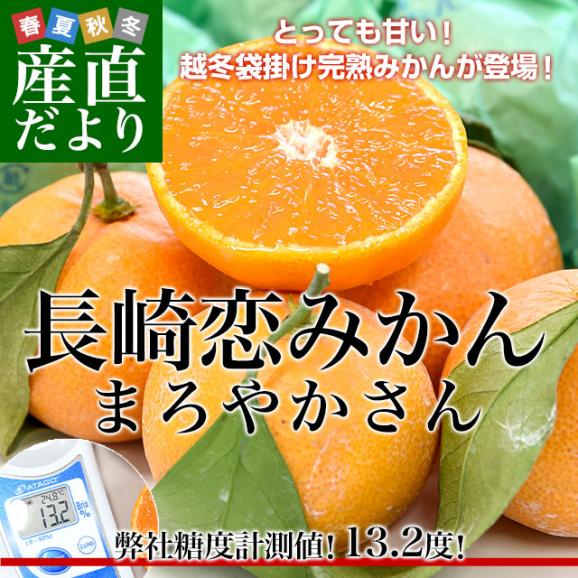 JA全農　ながさき　越冬袋掛け　長崎恋みかん　まろやかさん　約2.5キロ　小～中サイズ（30玉～35玉前後）送料無料 ミカン 早生みかん 袋掛けみかん02