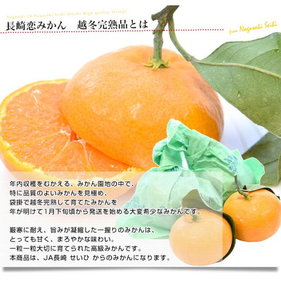 JA全農　ながさき　越冬袋掛け　長崎恋みかん　まろやかさん　約2.5キロ　小～中サイズ（30玉～35玉前後）送料無料 ミカン 早生みかん 袋掛けみかん04