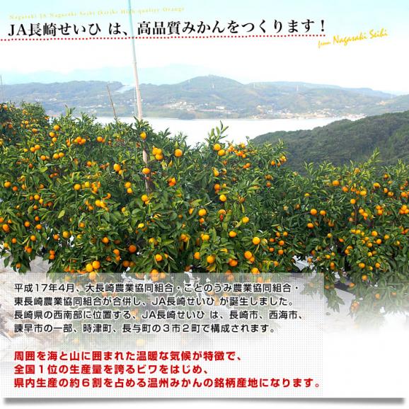 JA全農　ながさき　越冬袋掛け　長崎恋みかん　まろやかさん　約2.5キロ　小～中サイズ（30玉～35玉前後）送料無料 ミカン 早生みかん 袋掛けみかん05