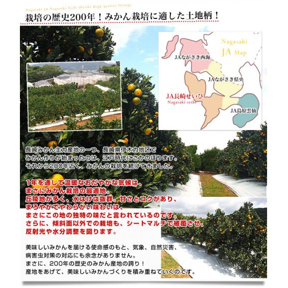 JA全農　ながさき　越冬袋掛け　長崎恋みかん　まろやかさん　約2.5キロ　小～中サイズ（30玉～35玉前後）送料無料 ミカン 早生みかん 袋掛けみかん06