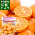 長崎県より産地直送 JA長崎せいひ 津之望(つののぞみ) 2LからSサイズ 優品以上 2.5キロ (20玉から30玉) 柑橘 オレンジ 津の望　from九州